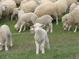 стадо овец