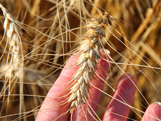 урожай пшеницы