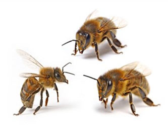 Варроатоз пчел