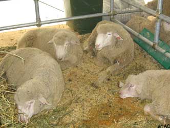 поголовье овец