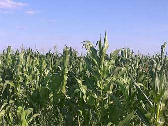 поле кукурузы