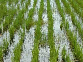 выращивание риса