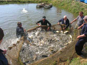 рыбное хозяйство