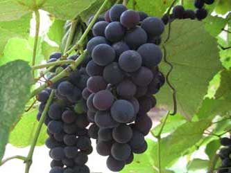 виноградорский ресурсный центр открыт на Кубани