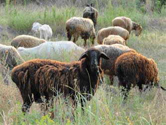 овцы и бараны